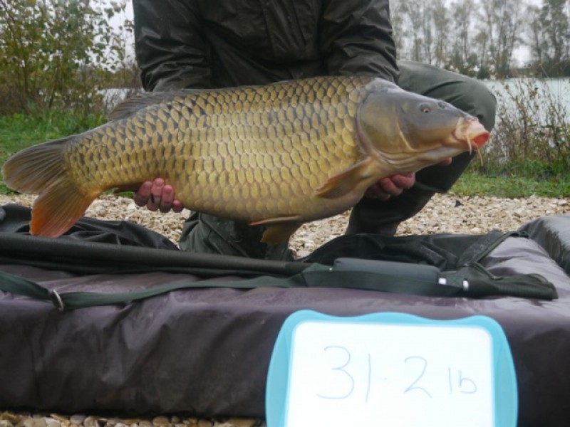 32.02lb Common (right)