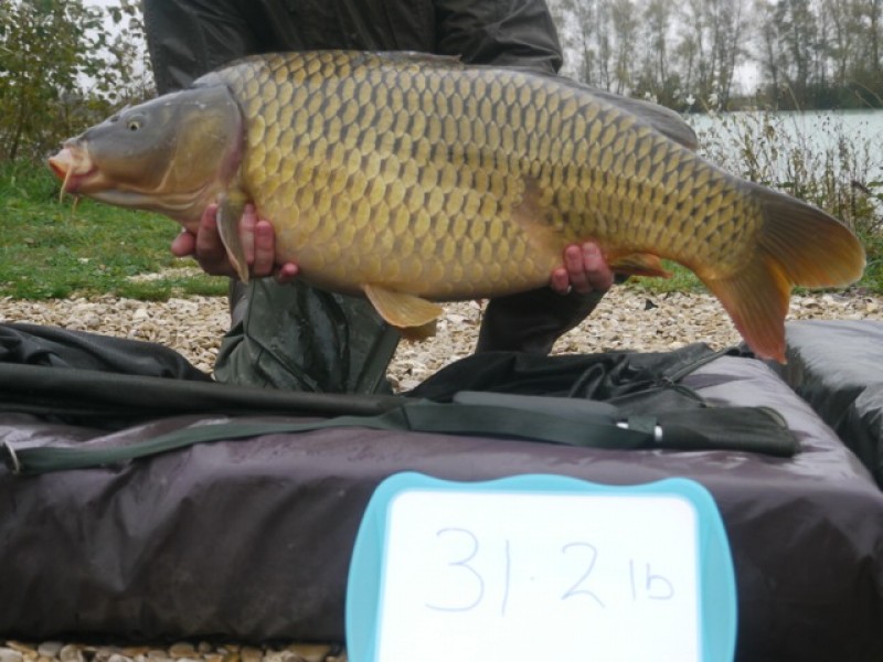 32.02lb Common (left)