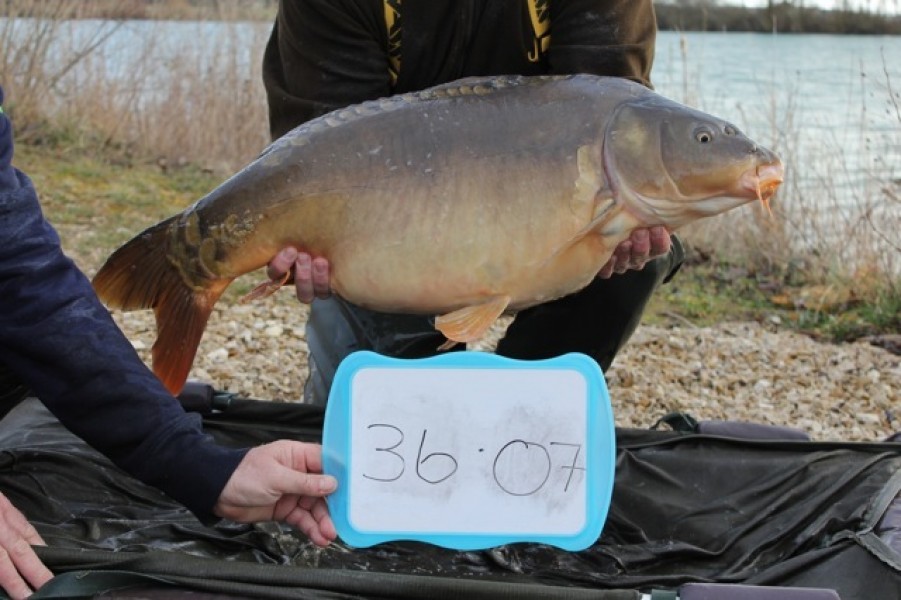 Fish 28 - Stocked at 36lb 7oz