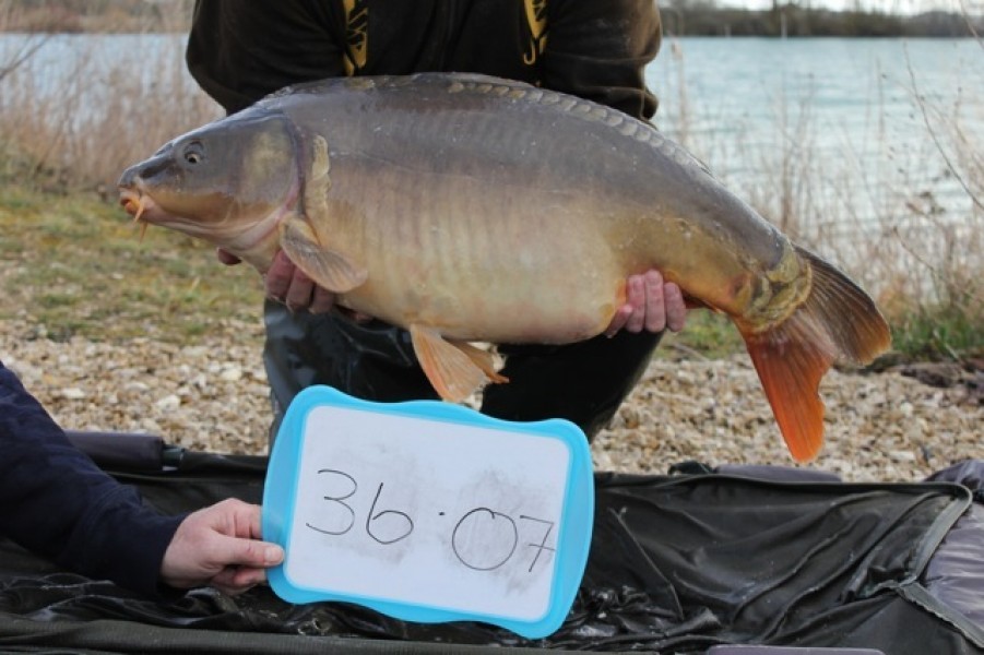 Fish 28 - Stocked at 36lb 7oz