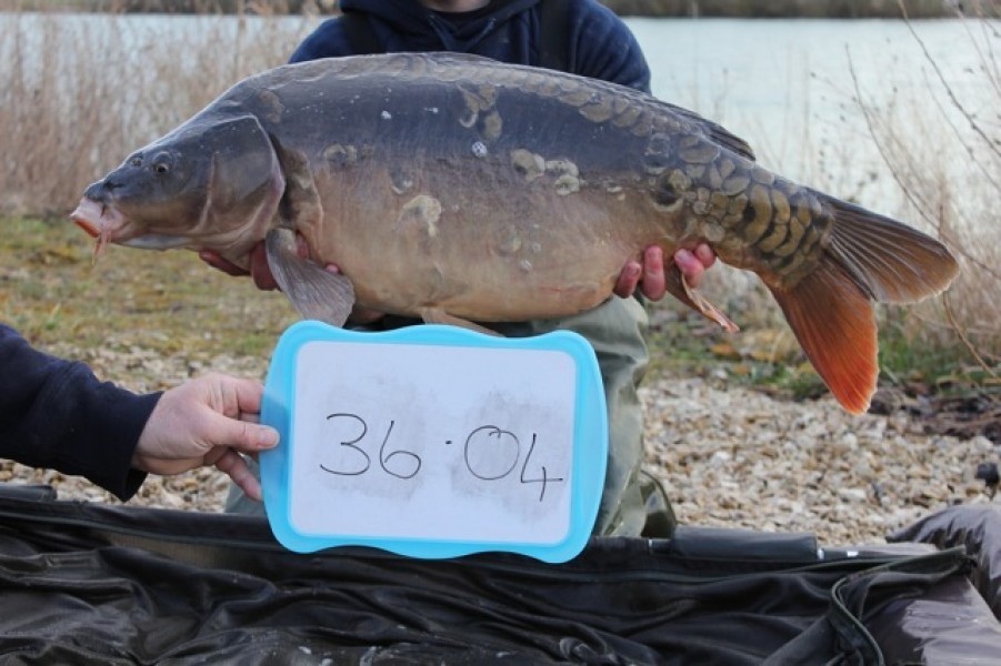 Fish 32 - Stocked at 36lb 4oz