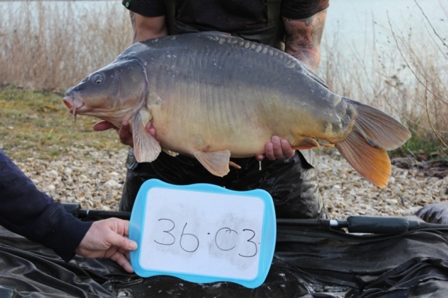 Fish 34 - Stocked at 36lb 3oz