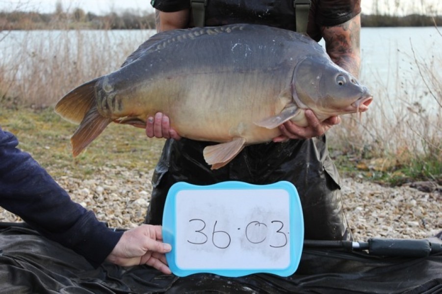 Fish 34 - Stocked at 36lb 3oz