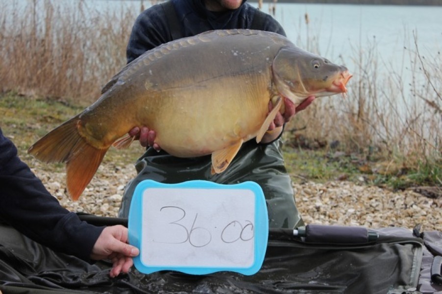 Fish 55 - Stocked at 36lb