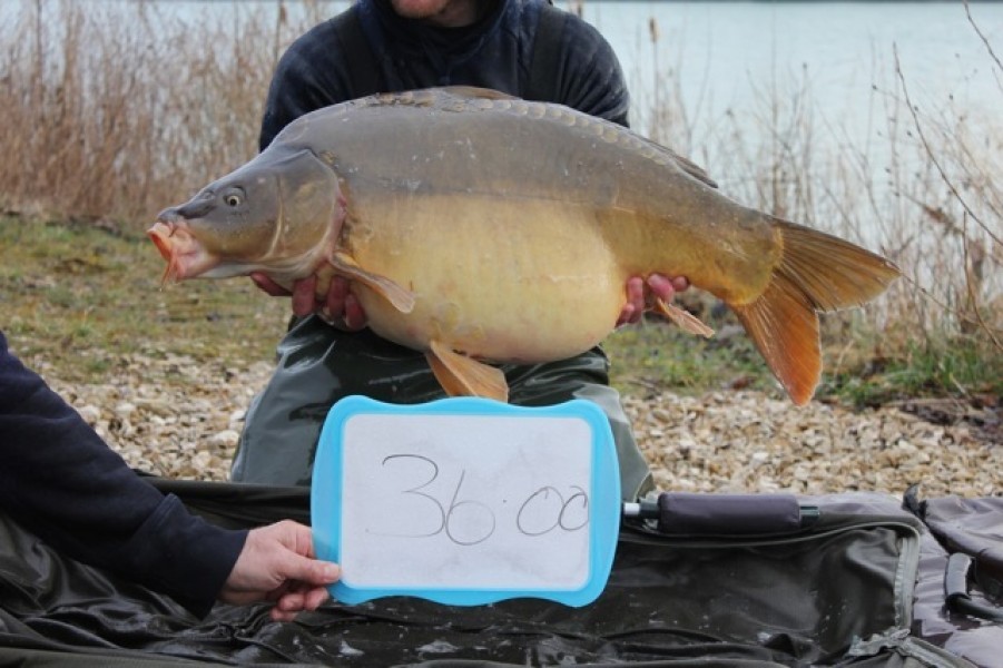 Fish 55 - Stocked at 36lb