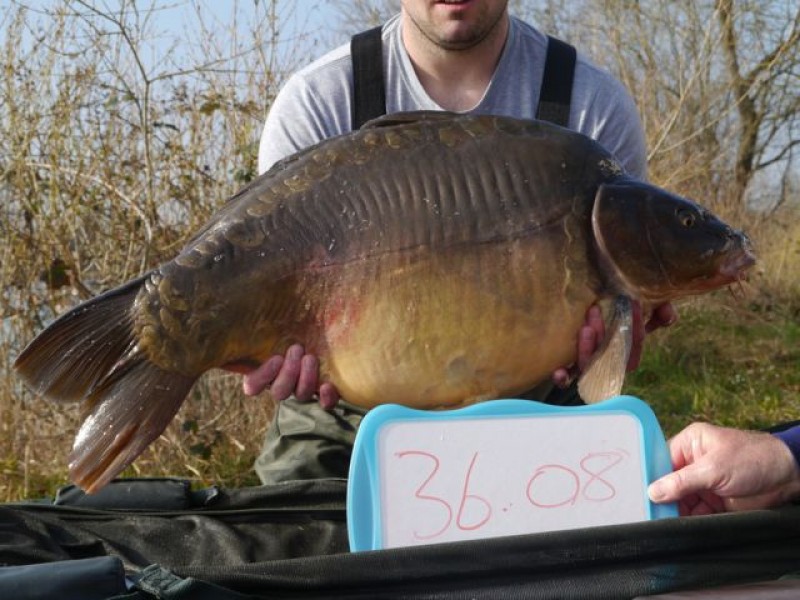 36lb 8oz