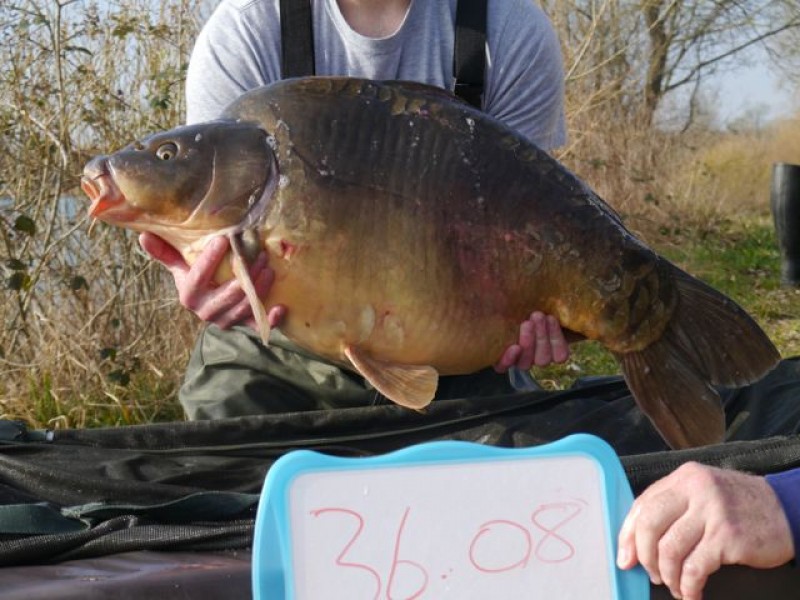 36lb 8oz