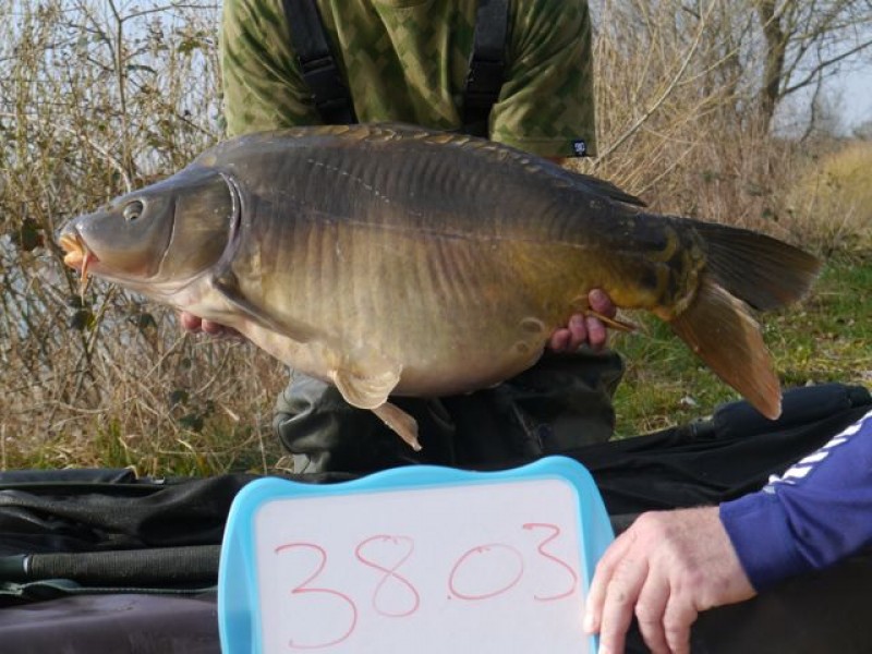 38lb 3oz