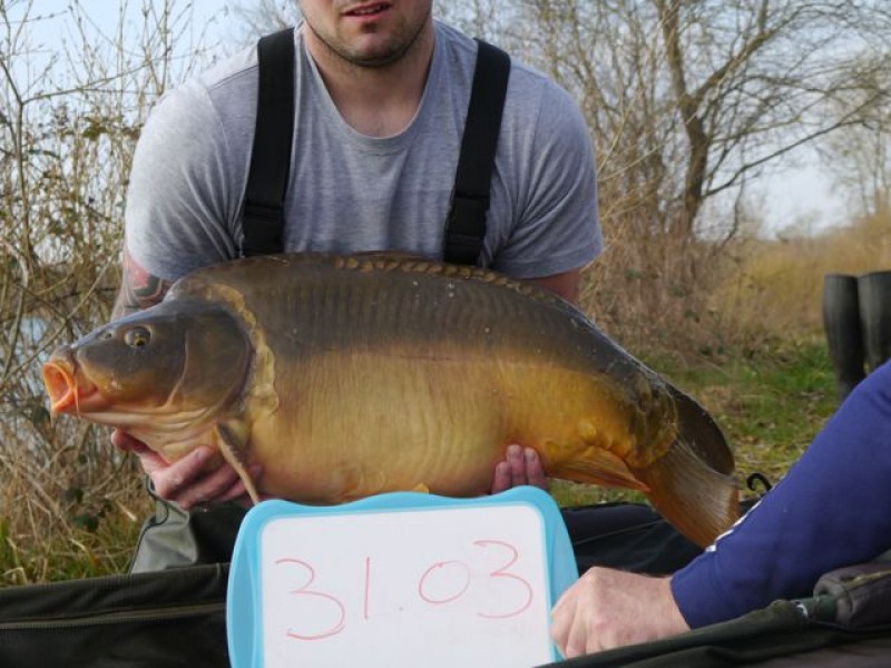 31lb 3oz