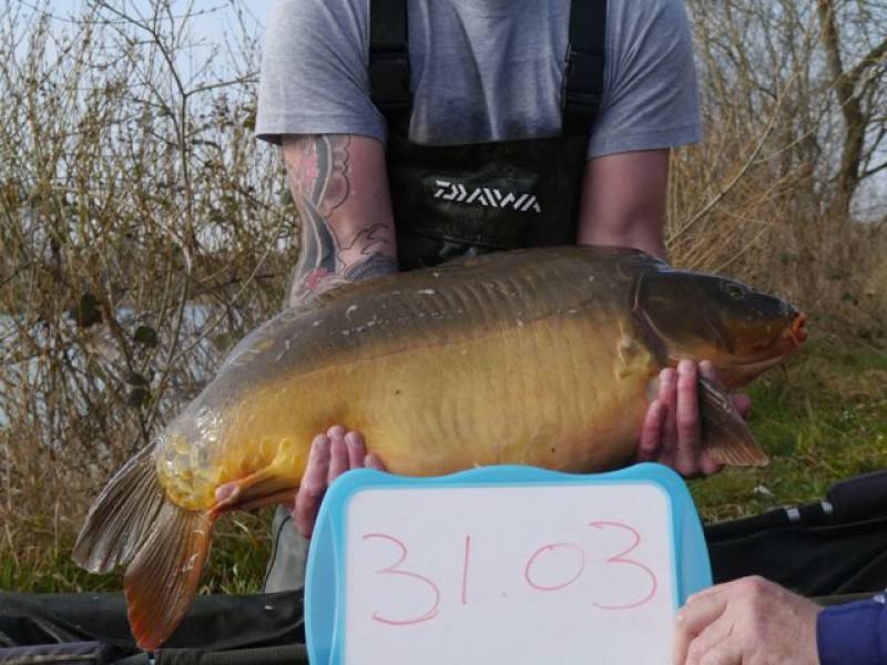 31lb 3oz