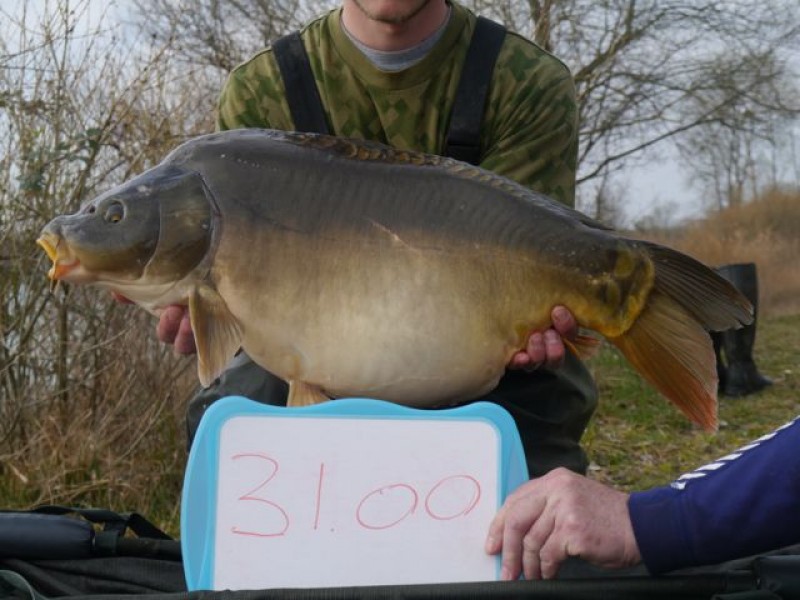 Fish 117 - Stocked at 31lb 0oz