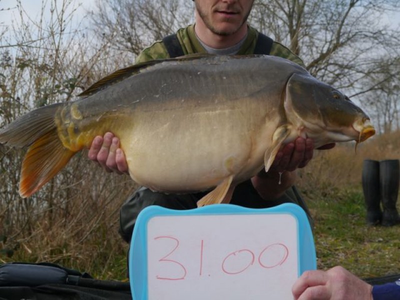 Fish 117 - Stocked at 31lb 0oz