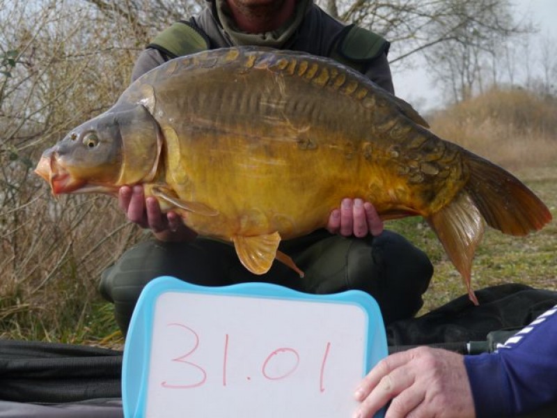 Fish 120 - Stocked at 31lb 1oz