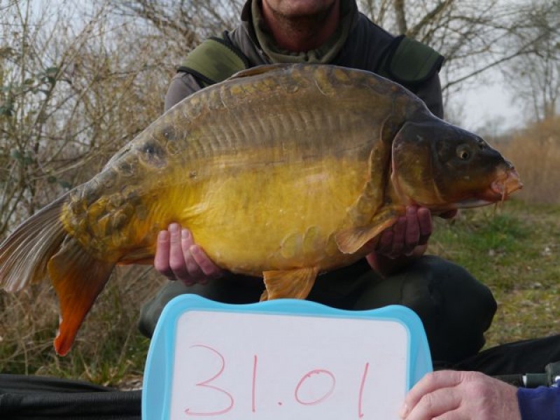 Fish 120 - Stocked at 31lb 1oz