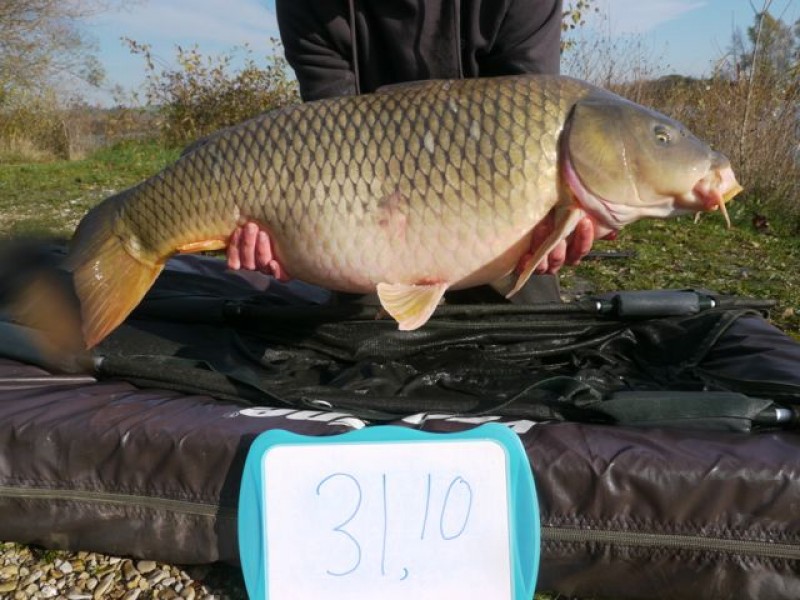 Fish 125 - Stocked at 31lb 10oz