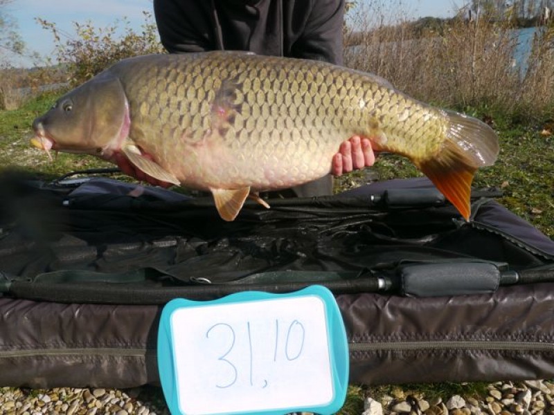 Fish 125 - Stocked at 31lb 10oz