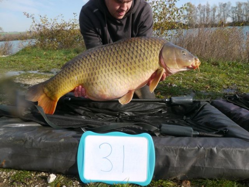 Fish 126 - Stocked at 31lb 0oz