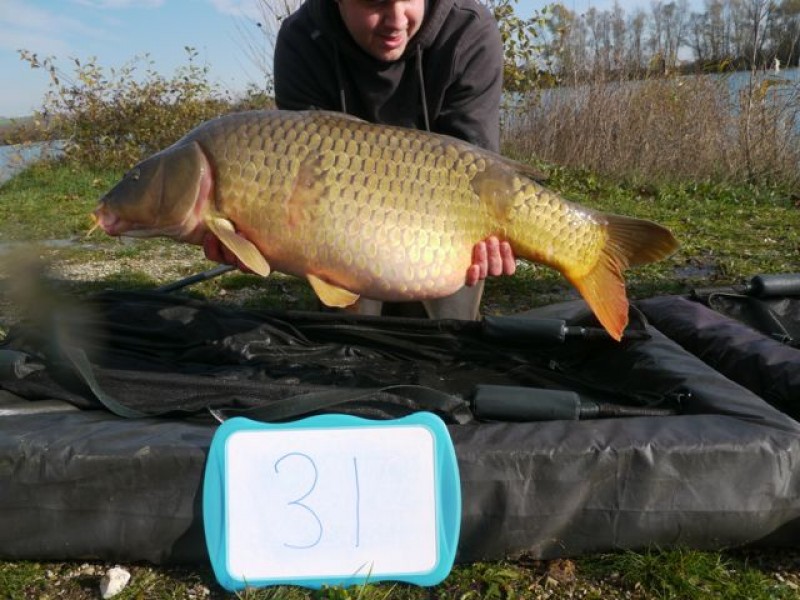 Fish 126 - Stocked at 31lb 0oz