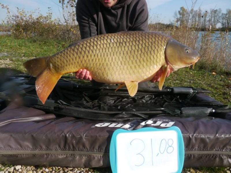 Fish 127 - Stocked at 31lb 8oz