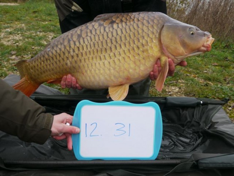 Fish 135 - Stocked at 31lb 0oz