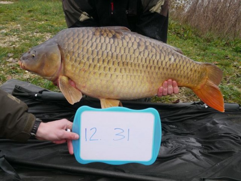 Fish 135 - Stocked at 31lb 0oz