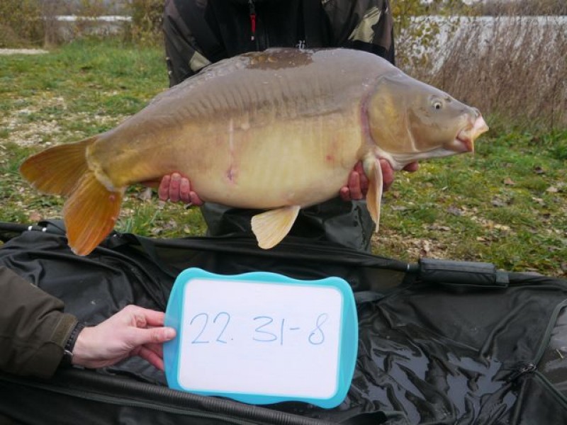 Fish 141 - Stocked at 31lb 8oz