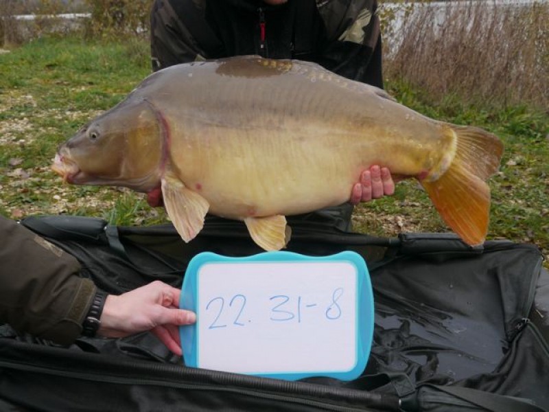 Fish 141 - Stocked at 31lb 8oz
