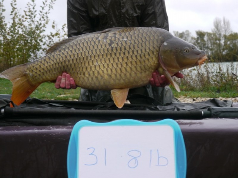 Fish 154 - Stocked at 31lb 8oz