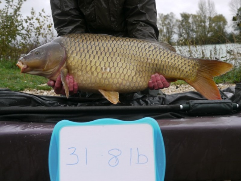 Fish 154 - Stocked at 31lb 8oz