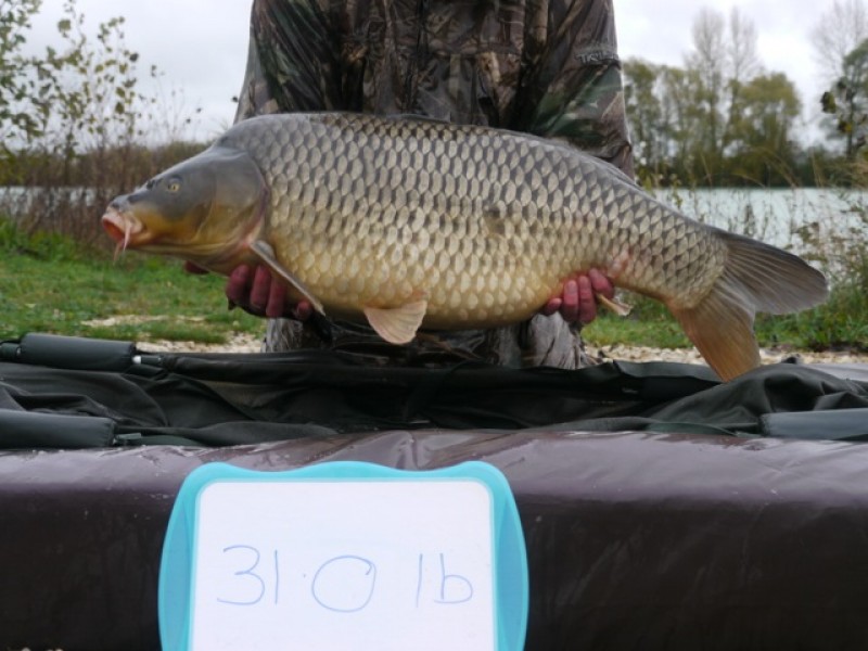 Fish 154 - Stocked at 31lb 0oz