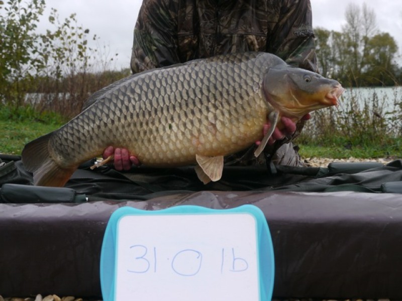 Fish 154 - Stocked at 31lb 0oz