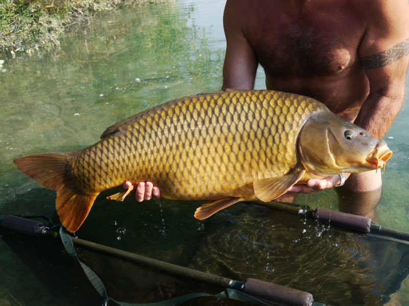 43lb 12oz Common