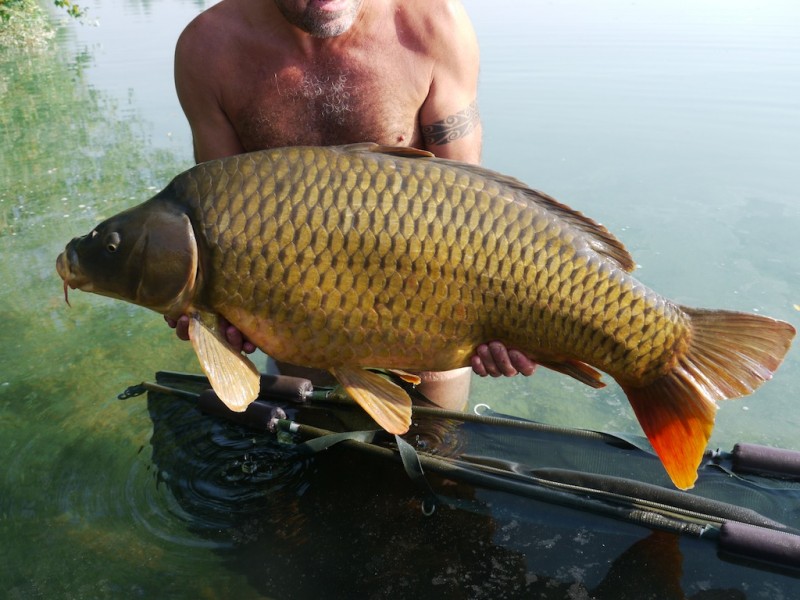 43lb 12oz Common