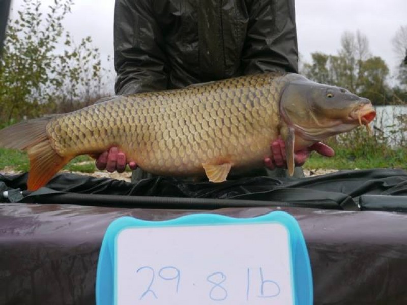 Stocked 29lb 8oz January 2014