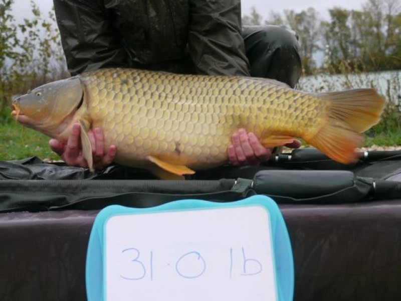 Stocked 31lb January 2014