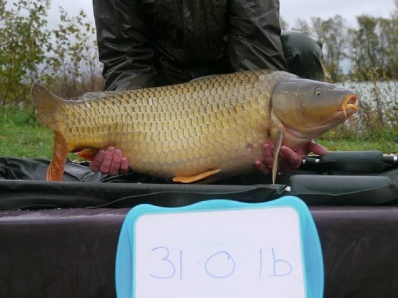 Stocked 31lb January 2014