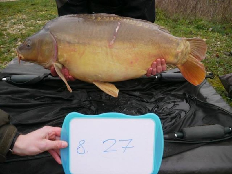 Stocked 27lb January 2014