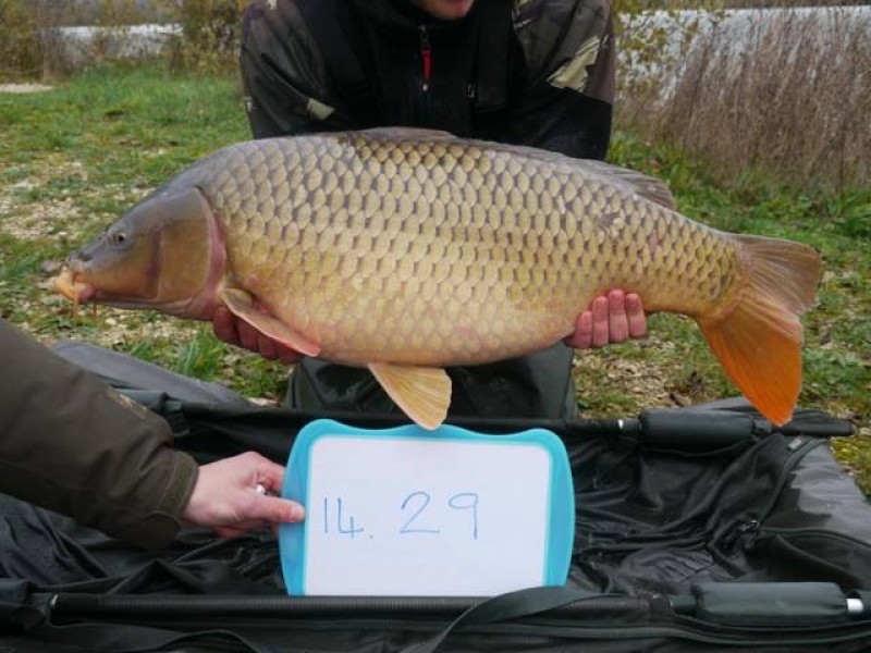 Stocked 29lb January 2014