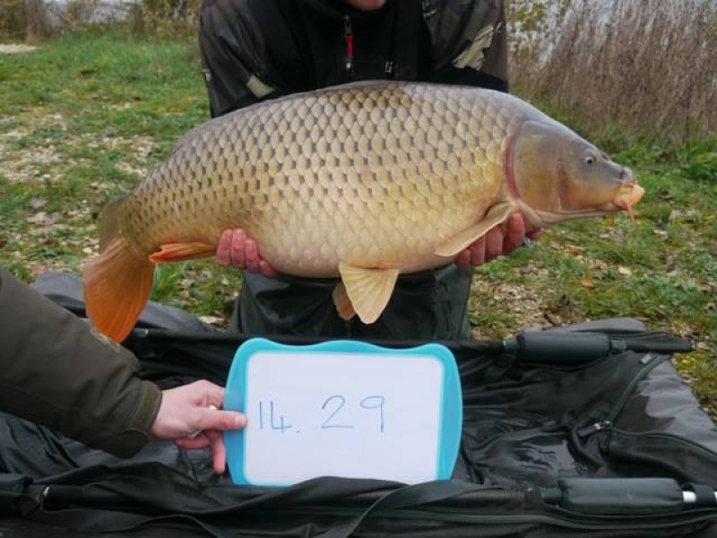 Stocked 29lb Janaury 2014