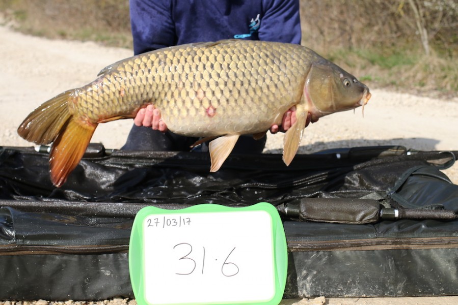 2017 Road lake stocking 31lb 6oz