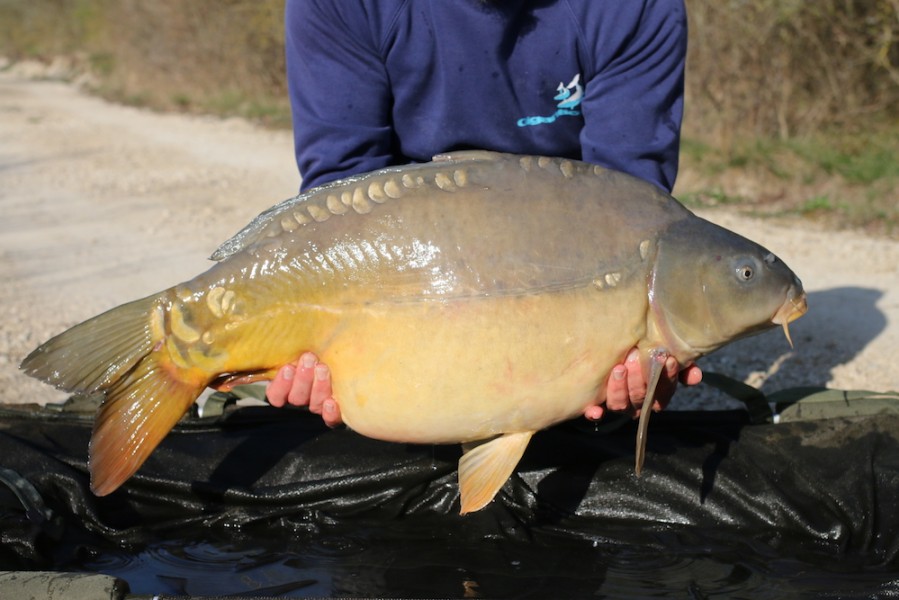 31lb 8oz 2017 Road lake stocking