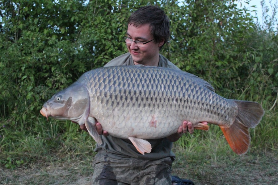 Toby's 40lbs common