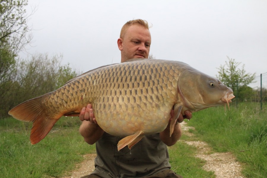31lbs common
