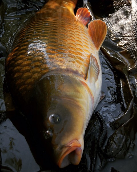 All the fish are clean in the Road Lake