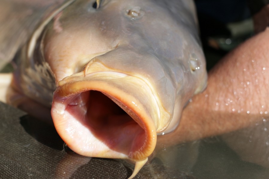 The fish have huge mouths, and using small hooks will cost you fish. Size 4's are the way to go.