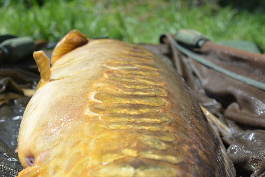 Check out those scales