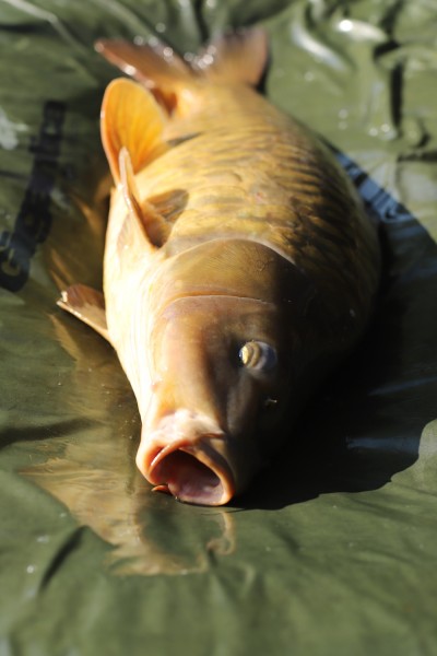 A nice scaly mirror caught on a 11ft zig