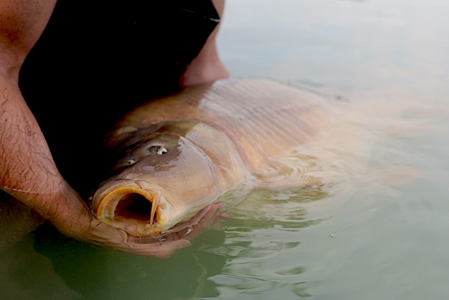 The perfect mouth of a fifty pounder.