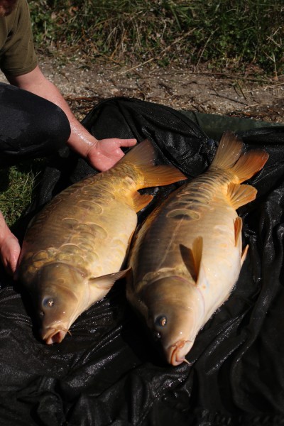 A lovely brace of scaleys for Jack