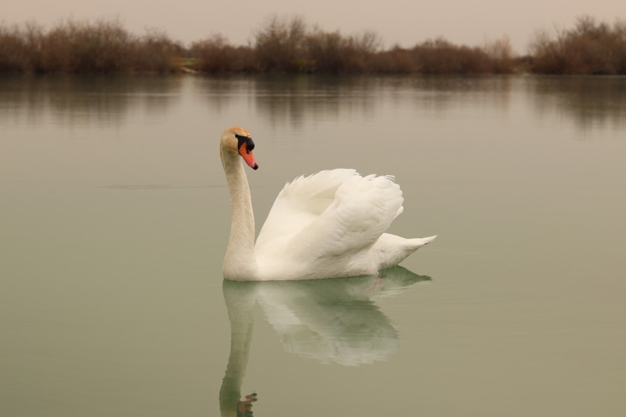 Mr swan is very friendly!